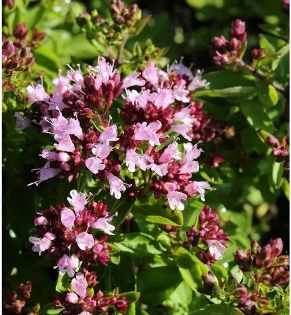 Oregano Hot and Spicy Origanum vulgare Pflanze in pink und purple im Topf - Bild 1