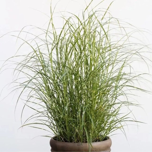 Miscanthus sinensis Chinaschilf Little Zebra im XXXL Topf von Nr-01.de, grün - Bild 1
