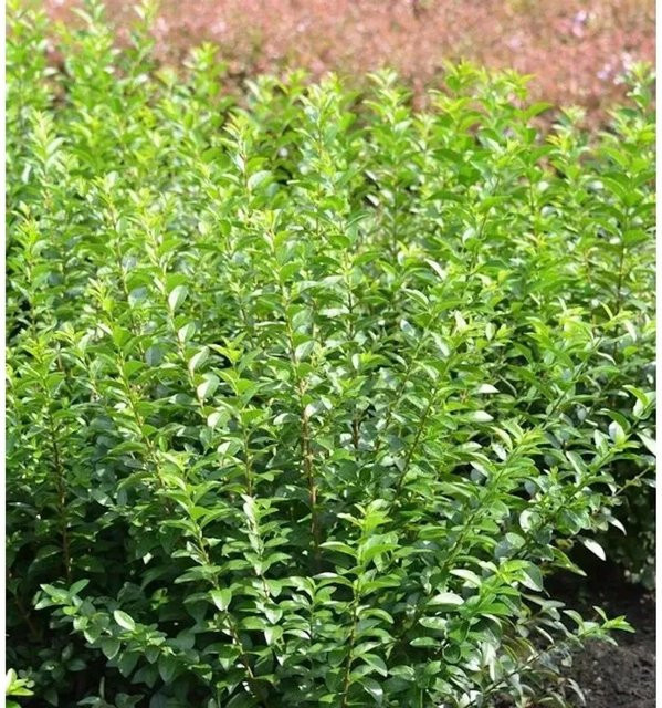 Liguster Green Diamond Ligustrum ovalifolium Heckenpflanze für deinen Garten - Bild 1