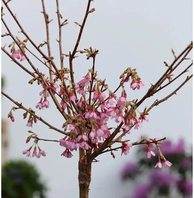 Prunus Okame Zierkirsche als Hochstamm in Pink, Höhe: 60-80 cm - Bild 1
