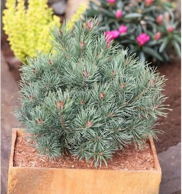 Blaue Zwerg Kiefer Martham Pinus sylvestris für deinen Garten, Höhe: 25-30 cm - Bild 1