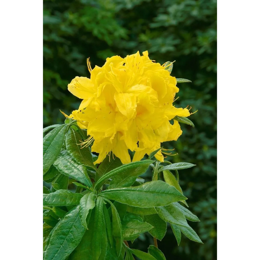 Rhododendron Luteum Goldstück Gelb, Zierstrauch, Höhe: 40–50 cm - Bild 2