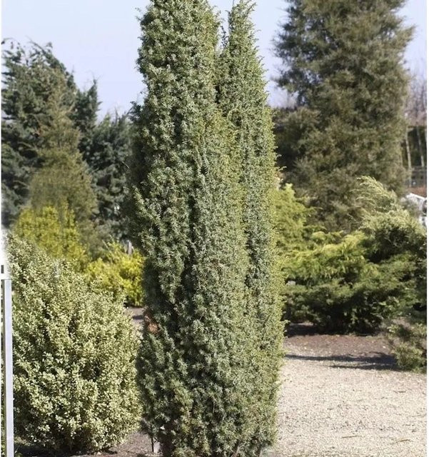 Heidewacholder Meyer Juniperus communis silbergrün, Höhe: 80-100 cm - Bild 1