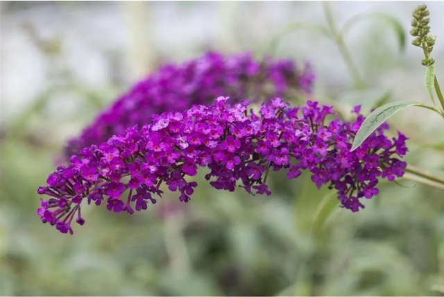 Buddleja Davidii Schmetterlingsstrauch Royal Red von Pflanzen für dich, pflegeleichte Pflanze für Hochsommer und Herbst, Höhe: 60-100 cm - Bild 1