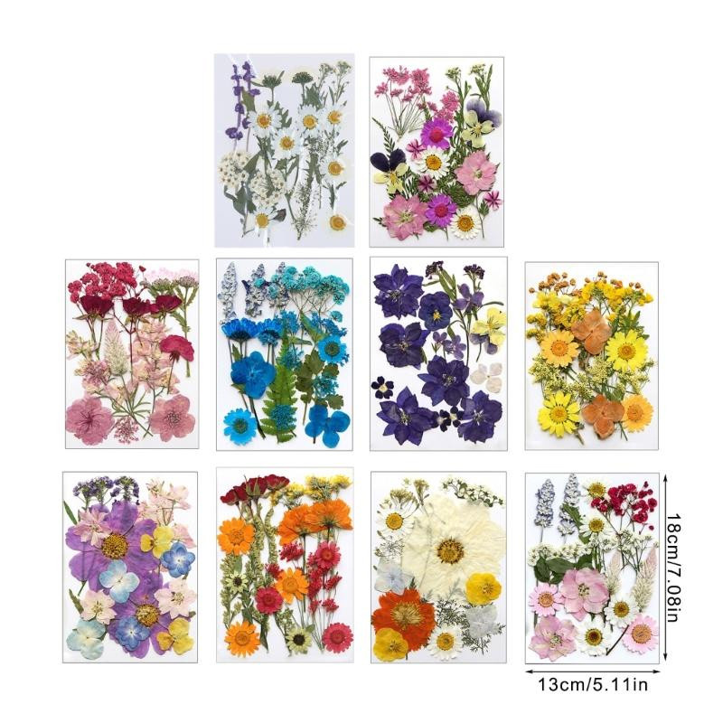 OOTDTY Getrocknete Gerbera Blumen in Multicolour für Harzformen, Scrapbooking und Schmuckherstellung - Bild 1