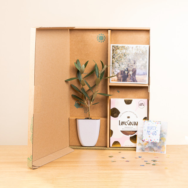BLUME2000 Olive Celebrations Box Topfpflanze mit Blattwerk - Bild 1