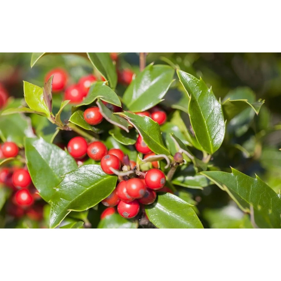 Ilex meserveae Blue Girl Immergrüne Heckenpflanze und Strauch im 9x9 cm Topf - Bild 2
