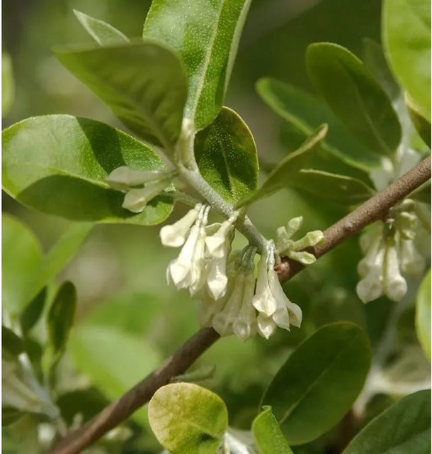 Vielblütige Ölweide Elaeagnus multiflora als weiße Heckenpflanze oder Solitär von Nr-01.de (Höhe: 60-80 cm) - Bild 1