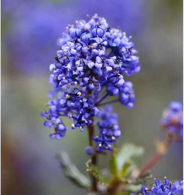 Ceanothus impressus Säckelblume Blue Sapphire in Blau, Höhe: 40-50 cm - Bild 1