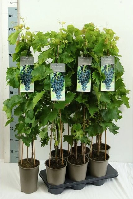 Vitis Vinifera Muscat Bleu Weinrebe Blau als Kletterstrauch für den Garten und Topfpflanze, Höhe: 80–100 cm - Bild 1