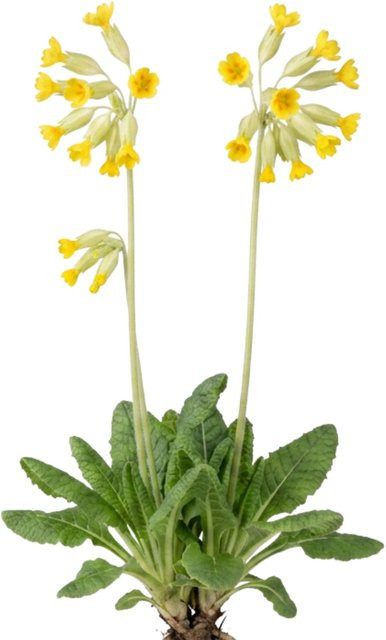 LaCaTho Echte Schlüsselblume Primula Veris Samen für gelbe Blüten, 2000 Stück - Bild 1