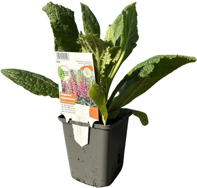 GROW by OBI Garten-Fingerhut Gloxinoides Digitalis Rosa Staude im Topf - Bild 1