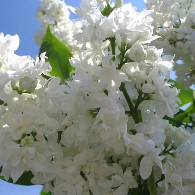 Edelflieder Madame Lemoine Syringa vulgaris mit weißen Blüten von Arborix im Container, Höhe: 40 bis 60 cm - Bild 1
