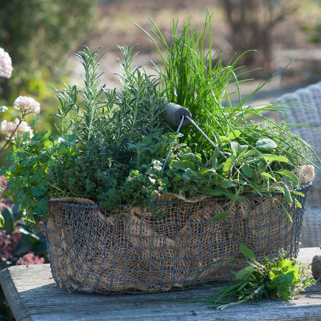 Easy Gartenkräuter Würzklassiker Set mit 6 Pflanzen - Bild 1
