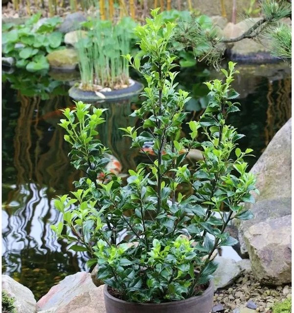 Ilex meserveae Stechpalme Heckenstar als Heckenpflanze für deinen Garten, Höhe: 100-125 cm - Bild 1
