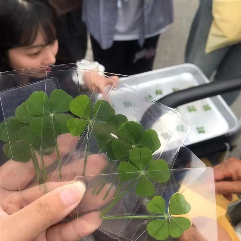 Transparente Glücksklee Postkarten aus Naturgras als Lesezeichen - Bild 2