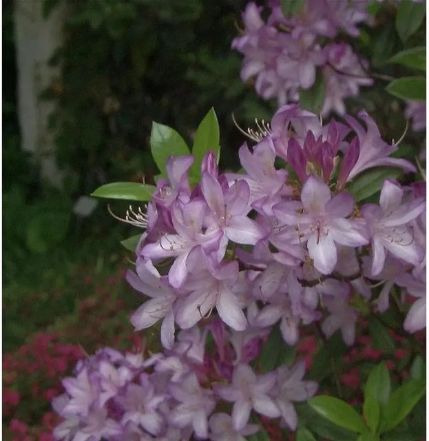 Rhododendron Govenianum Azaleodendron als Strauch für deinen Garten, Höhe: 40-50 cm - Bild 1