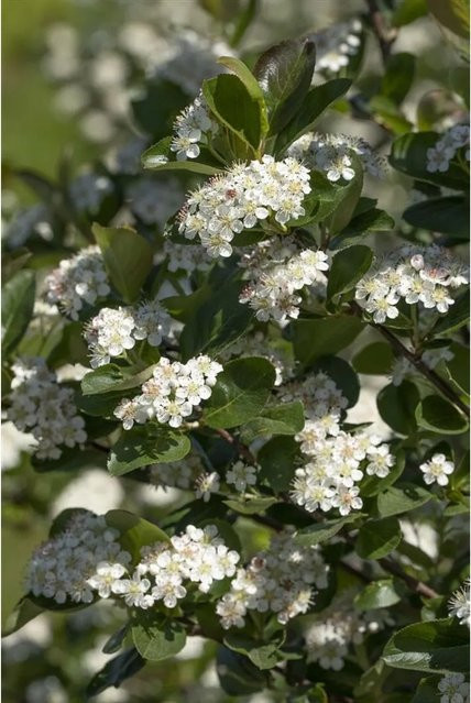 Aronia Prunifolia Viking Apfelbeere Schwarz, Heckenpflanze und Strauch, Höhe: 100–125 cm - Bild 1