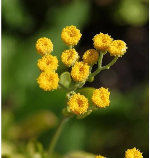 Balsamkraut Tanacetum balsamita als mehrjährige Staude für deinen Garten von Nr-01.de - Bild 1