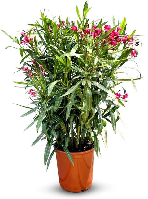 Sunnytree Oleander Nerium Oleander rote Pflanze für draußen, immergrün, Höhe: 100-120 cm - Bild 1