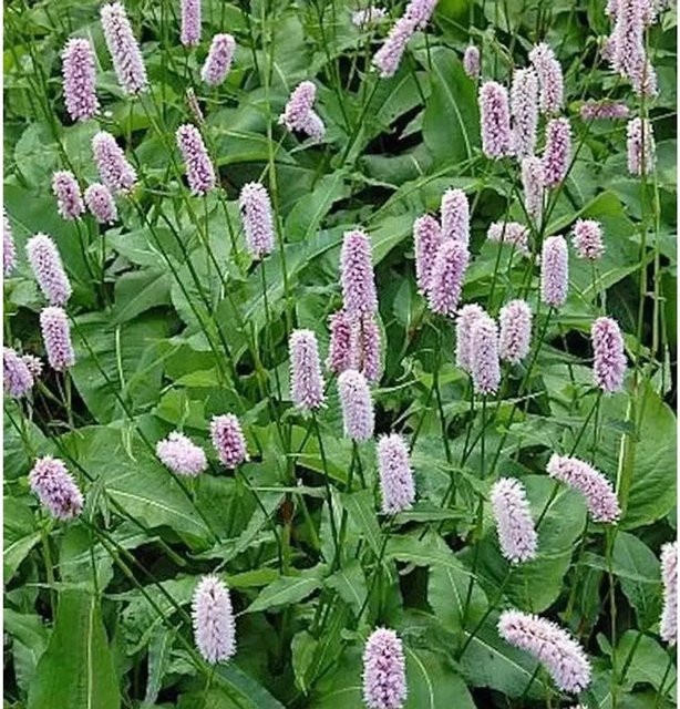 Persicaria bistorta Knöterich Superba Wasserpflanze von Nr-01.de - Bild 1