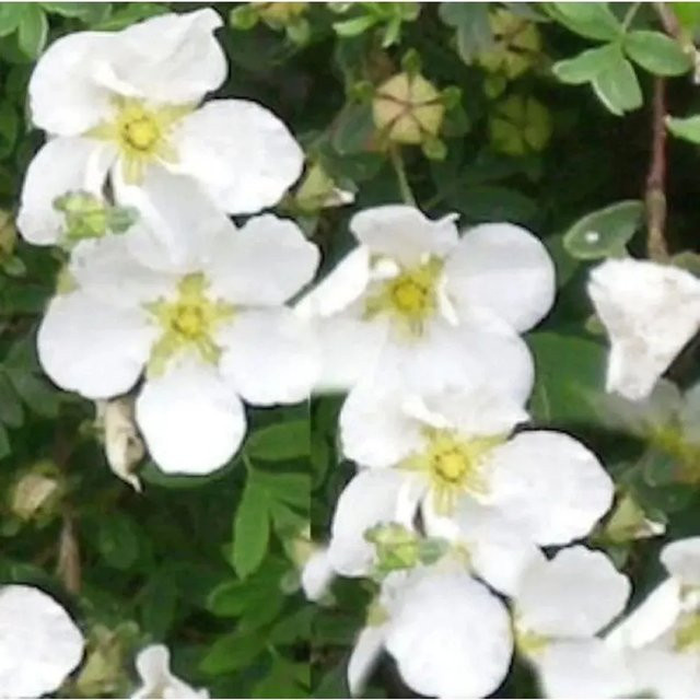 10x Kleiner Spierstrauch Potentilla fruticosa Tilford Cream in Weiß/Creme von Nr-01.de - Bild 1