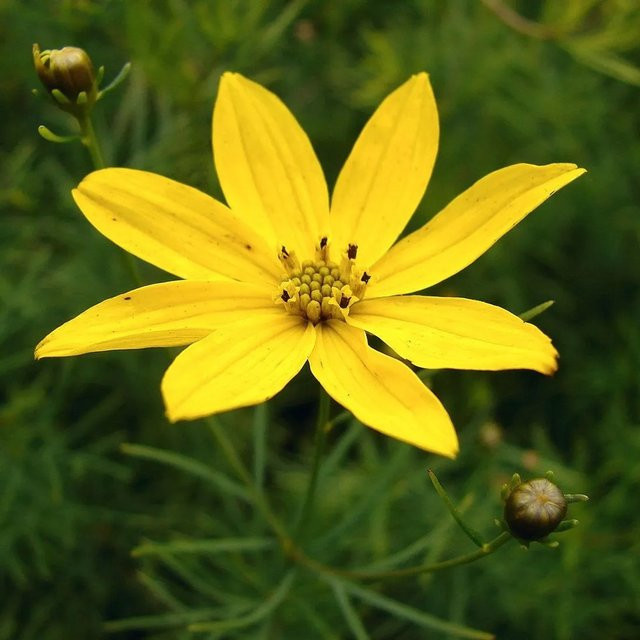 6er Set Arborix Mädchenauge Coreopsis verticillata mit gelben Blüten im 9 cm Topf - Bild 1