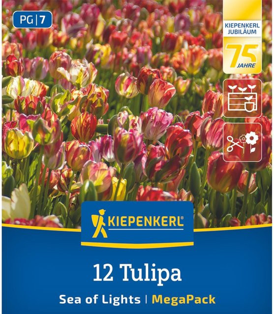 Kiepenkerl Tulpenzwiebeln Sea of Lights Einfache Späte Tulpe, 12 Stück, bunt - Bild 1