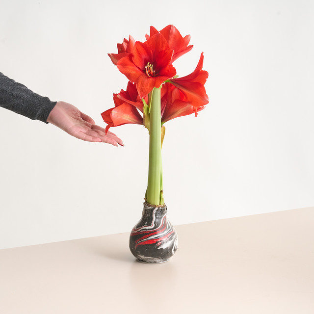 Amaryllis BLUME2000 Tischdeko in Wachs für Weihnachten in Weiß, Schwarz oder Rot - Bild 1