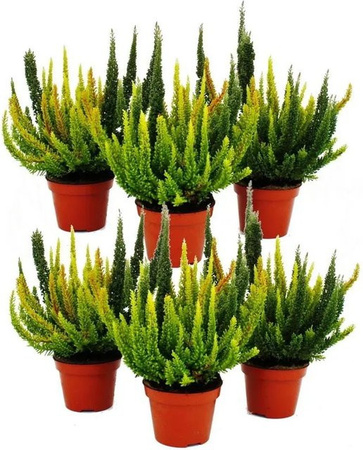 Exotenherz Calluna Green Nature Grüne Besenheide Heidekraut Set mit 6 winterharten Pflanzen im 11cm Topf