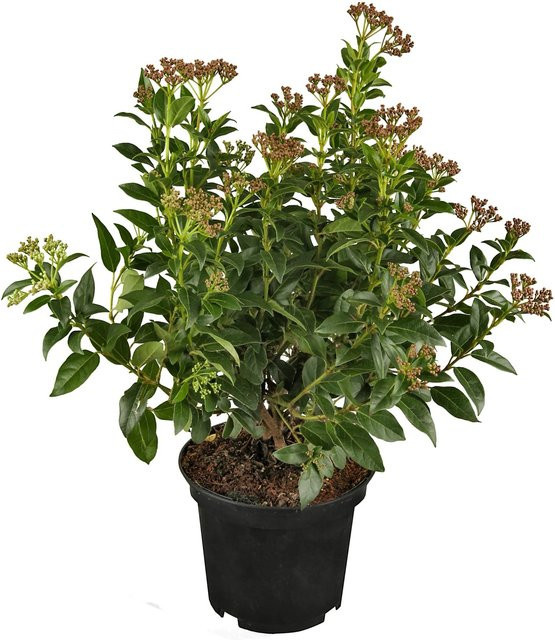 GROW by OBI Lorbeer-Schneeball Viburnum in Rosa und Grün, Höhe: 20 - 30 cm, Topf-Durchmesser: 5 cm - Bild 1