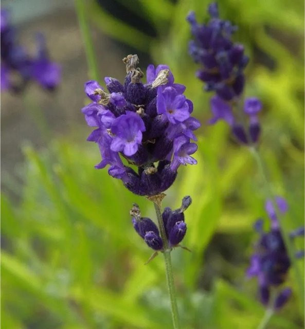 Echter Lavendel Hidcote Strain Lavandula angustifolia in lila, mehrjährige Gartenpflanze im Topf - Bild 1