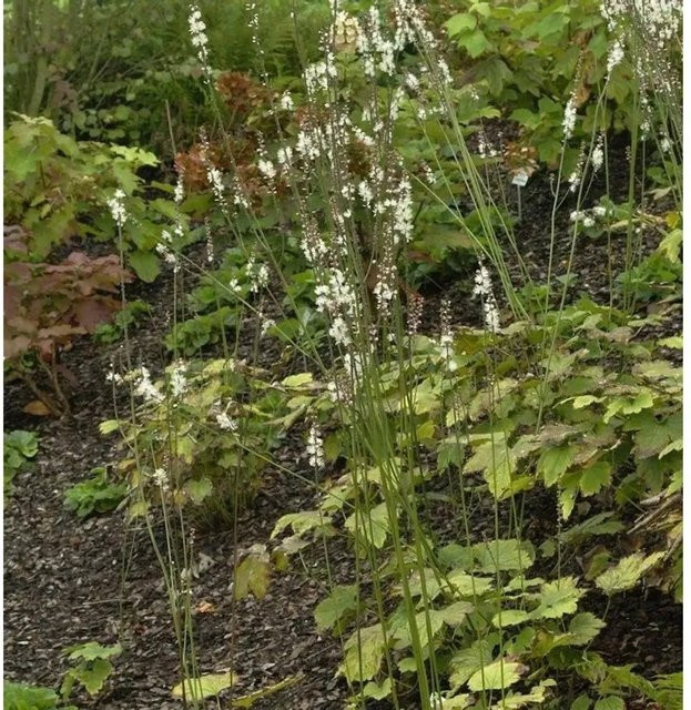 Silberkerze Actaea japonica Cheju-do weiße Gartenstaude von Nr-01.de - Bild 1