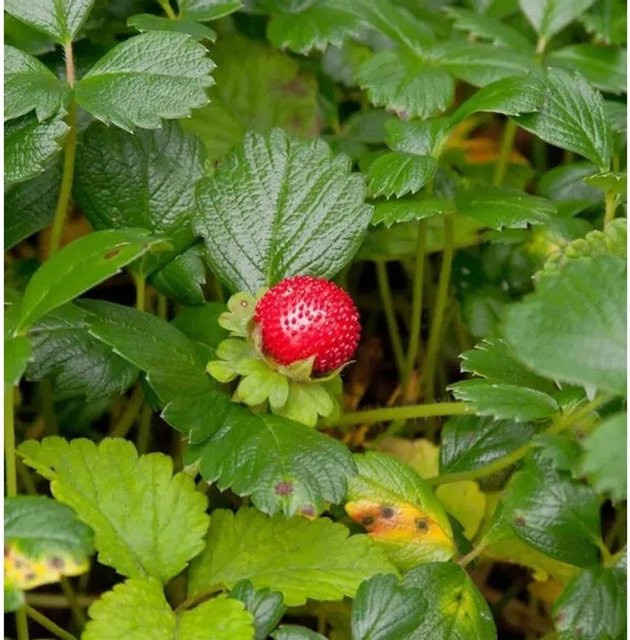 Fragaria chiloensis Erdbeere Beerenstrauch für den Außenbereich - Bild 1