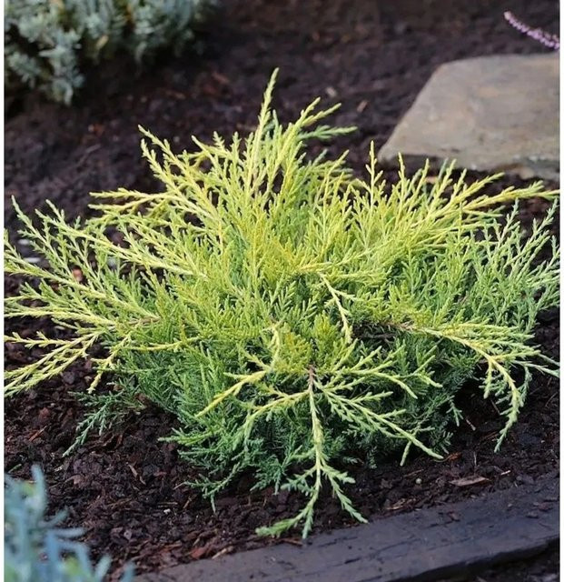 Gelber Strauchwacholder Golden Saucer Juniperus media in Gold für deinen Garten - Bild 1