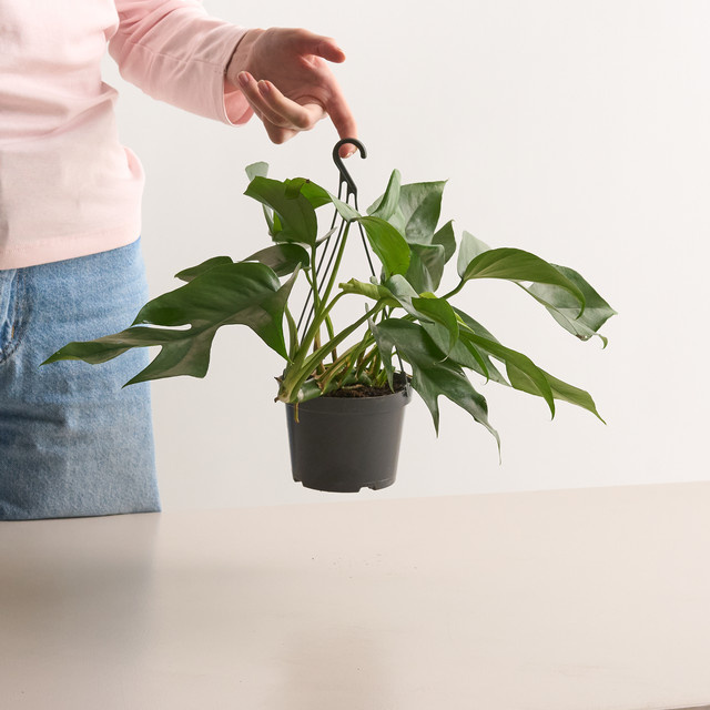 Monstera Minima Ampelpflanze von BLUME2000 in Grün - Bild 1