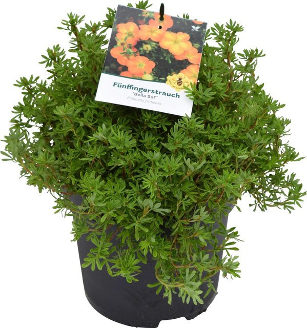 GROW by OBI Fünffingerstrauch Bella Sol Potentilla im 4l Topf, Höhe: 30-40 cm - Bild 1