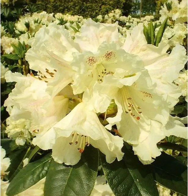Großblumiger Rhododendron Bellini Alpenrose von Die Nr-01.de, Höhe: 50-60 cm - Bild 1