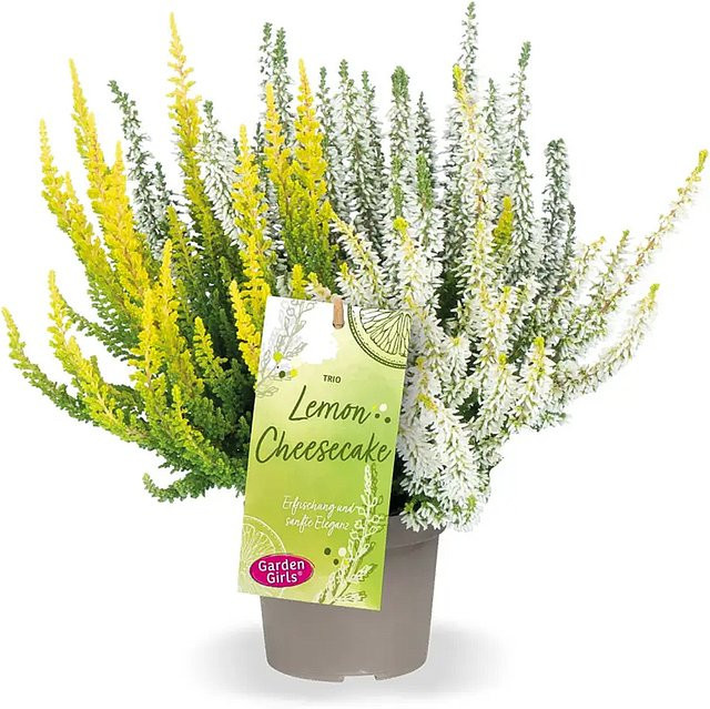 Calluna Knospenheide Dessert Line Trio Lemon Cheesecake - Bild 1
