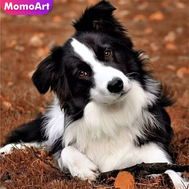 Momoart 5D DIY Diamant Stickerei Set Hund Tier Motiv in Multicolour mit Acryl Bastelbedarf und Rundsteinen - Bild 1