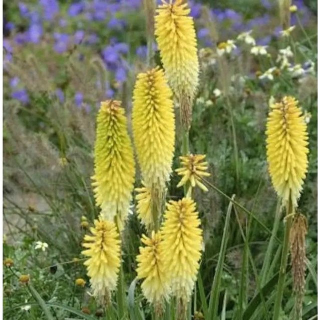 Kniphofia Hybrid Fackellilie Green Jade als mehrjährige Stauden-Beetpflanze in Grün und Gelb - Bild 1