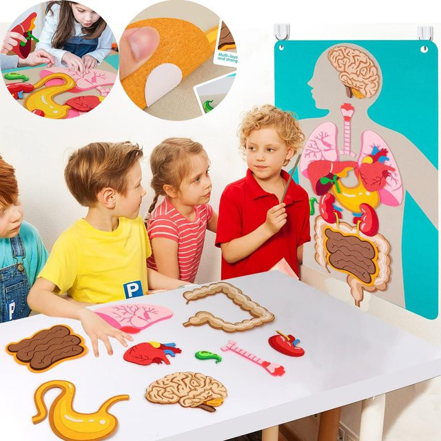 BizyKoady Montessori-Körperteile-Set, Filzbrett, Tiere, Bunt / Mehrfarbig - Bild 1