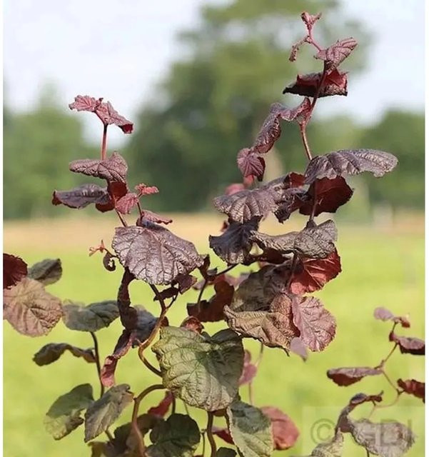 Rotblättrige Korkenzieher-Hasel Corylus avellana als Zierstrauch für deinen Garten, Höhe: 60-80 cm - Bild 1