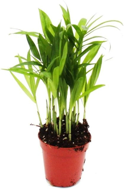 Exotenherz Bergpalme Chamaedorea Elegans Minipflanze im 5,5 cm Topf - Bild 1