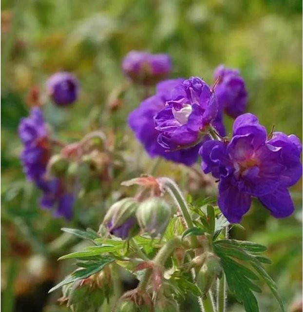 Geranium pratense Wiesenstorchschnabel Plenum Violaceum lila mehrjährige Pflanze von Nr-01.de - Bild 1