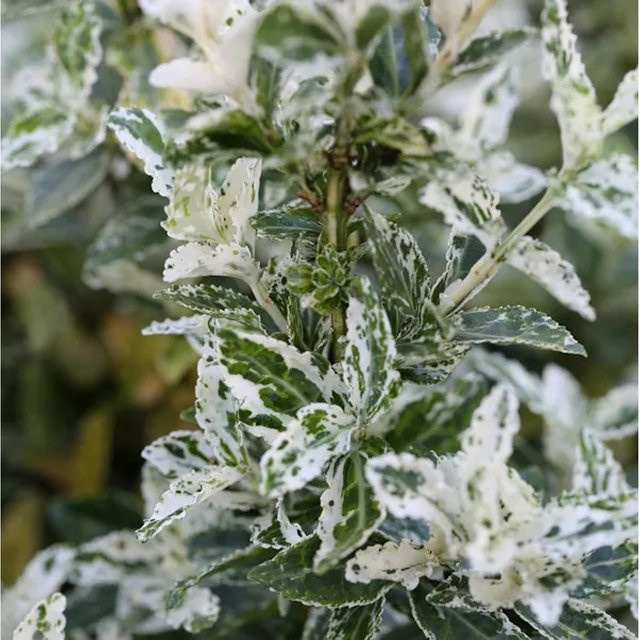 10er Set Kriechspindel Euonymus fortunei Harlequin als Bodendecker und Strauch, Grün-Weiß, 15-20 cm - Bild 1