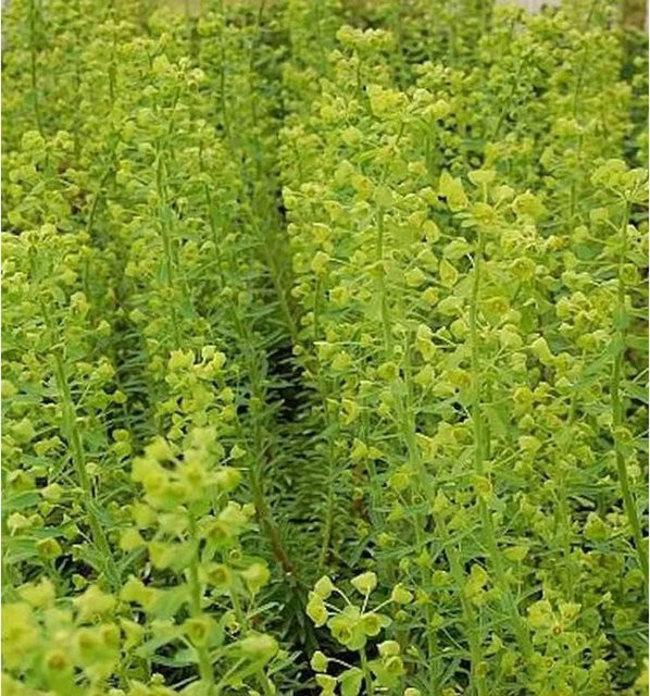 Euphorbia characias Wolfsmilch Forescate grüne Staude als Bodendecker für Steingarten und Bauerngarten - Bild 1