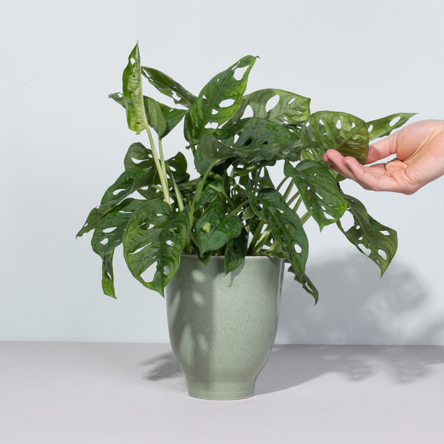 Monstera Monkey Leaf Zimmerpflanze von BLUME2000 in Grün, Tischpflanze, Höhe: 50 cm, Breite: 30 cm - Bild 1