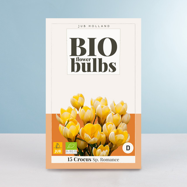 BIO Großblumiger Krokus Romance mit 15 Knollen für Frühling und Garten - Bild 1