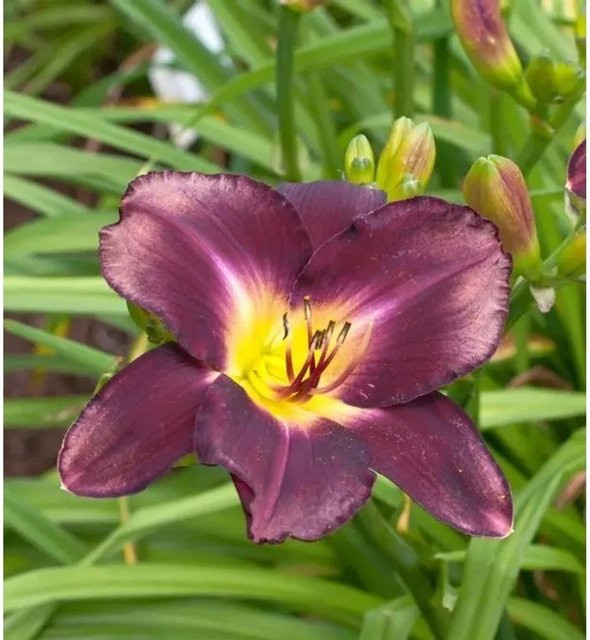 Taglilie Hemerocallis Strutters Ball als mehrjährige Staude für Beet und Garten - Bild 1